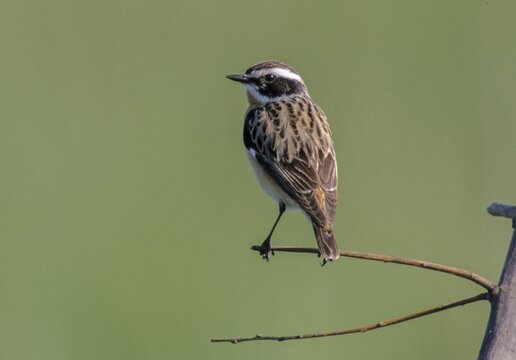 Whinthroats, saxicola rubetra, whinchat, birds, males, passeri, songbirds, birds