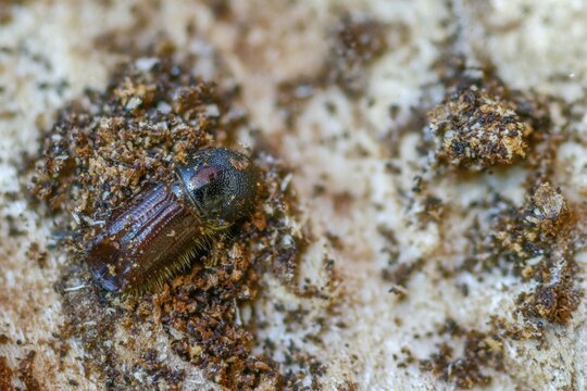 Letterpress, curculionidae, European spruce bark beetle, spruce bark beetle, large eight-toothed spruce bark beetle, ips typographus, weevils, beetles, bark beetles, coleoptera, insects, beetles