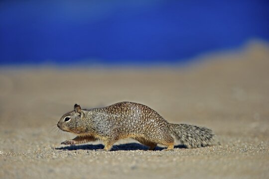 California ground squirrel (Citellus beecheyi), adult, running, California, USA