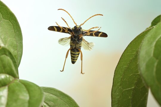 Ram ram (Clytus arietis), in flight