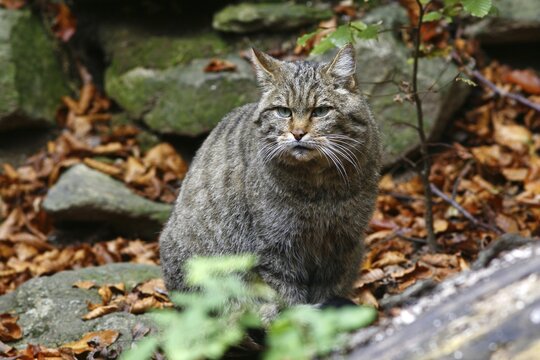 European Wildcat (Felis silvestris), outdoor enclosure Bavarian Forest, Germany