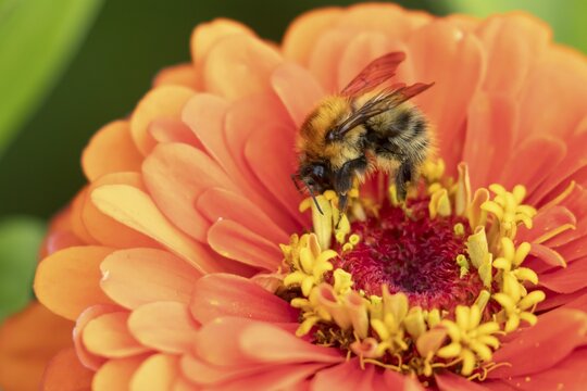 Common carder bumblebee (Bombus pascuorum) adult bee insect feeding on a garden Zinnia flower in summer, England, United Kingdom