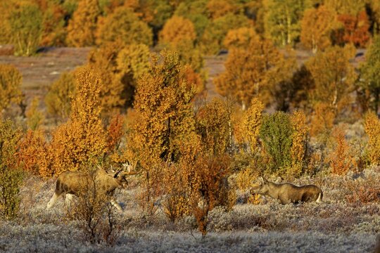 Suddenly the moose shoveler (Alces alces) reappears and approaches the young cow moose, concealed by a birch tree, the young bull moose stands between them, autumn, Ruska, rut, moose rut, Norway