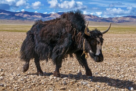 Yaks on the open wide tibetan landscape along the road from Tsochen to Lhasa, Western Tibet, Asia;