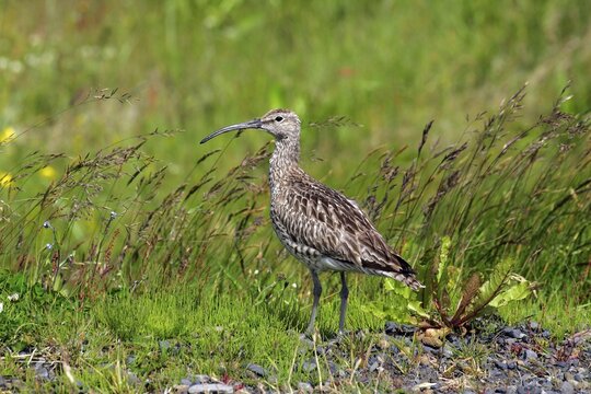 Whimbrel (Numenius phaeopus), Iceland