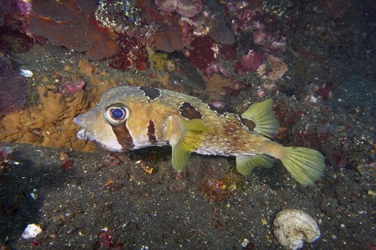 A spherical fish, masked porcupinefish (Diodon liturosus), lies on the sandy seabed surrounded by corals, dive site USAT Liberty, Tulamben, Bali, Indonesia
