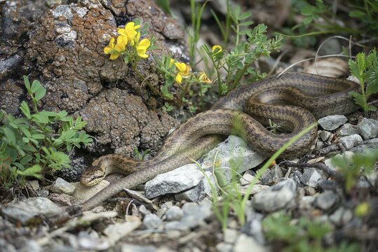 Coronella Austriaca, smooth snake, critters, reptilia, reptilia, reptiles, snakes, snakes