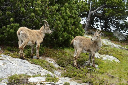 Two Alpine Ibexes (Capra ibex) during change of coat, Bernese Oberland, Canton of Bern, Switzerland