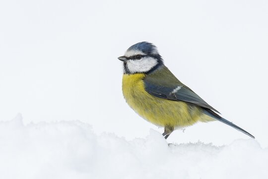 Blue tit (Cyanistes caeruleus) in the snow, Vechta, Lower Saxony, Germany