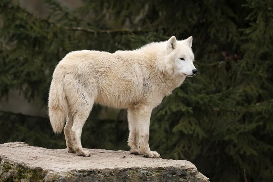 Arctic wolf (Canis lupus arctos) standing on a rock, captive