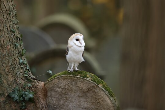 Common barn owl (Tyto alba), on a gravestone, Czech Republic
