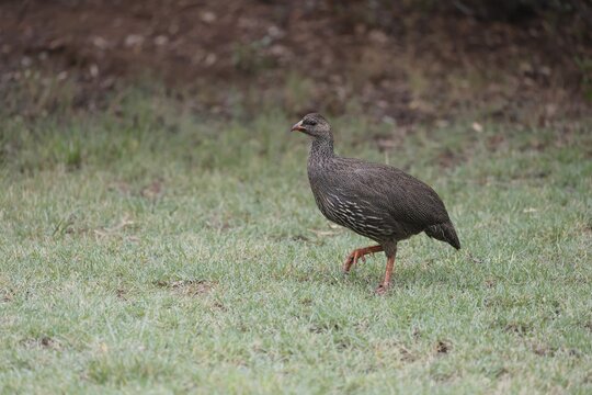 Cape Francolin (Pternistis capensis), adult, running, foraging, Karoo Desert Botanic Garden, Worcester, Western Cape, South Africa