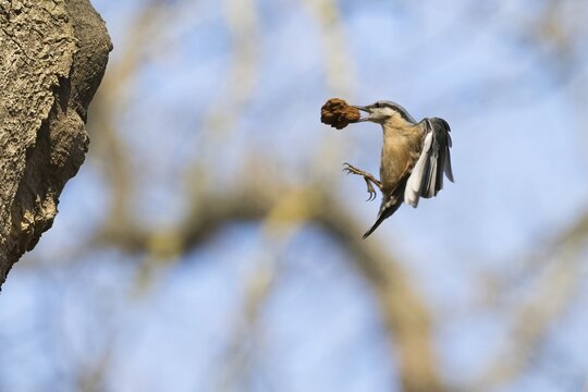 A nuthatch (Sitta europaea) with building material in its beak on the approach to its breeding den, Hesse, Germany
