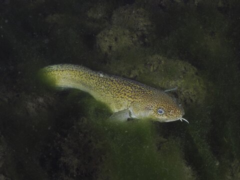 Burbot (Lota lota) between algae at night, dive site Zollbr&uuml;cke, Rheinau, Canton Zurich, Rhine, High Rhine, Switzerland, Germany
