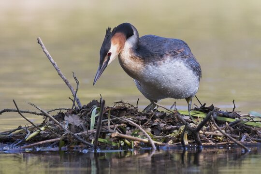 Great crested grebe (Podiceps cristatus), on the nest, Emsland, Lower Saxony, Germany