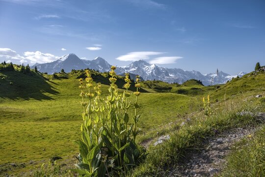 Yellow gentian, Schynige Platte, mountain top at the back, Jungfrau region, Grindelwald, Canton Bern, Switzerland
