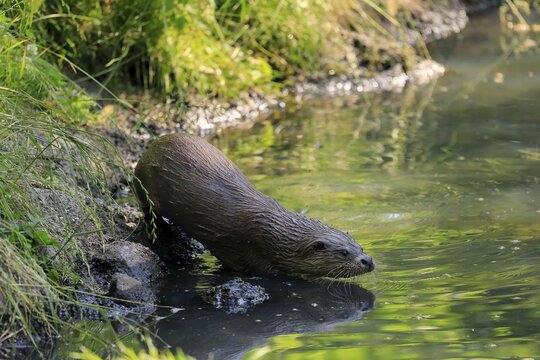 European otter (Lutra lutra), adult, at the water, alert, Germany