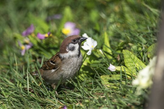 A tree sparrow (Passer montanus) foraging in lively flowering grass with small pastel-coloured flowers, Baden-W&uuml;rttemberg, Germany