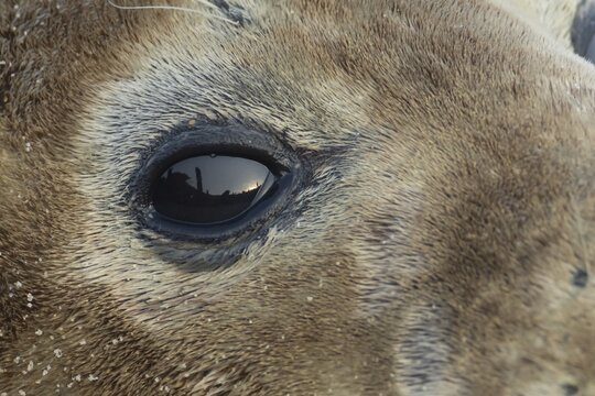 Atlantic grey seal (Halichoerus grypus) adult animal close up of its eye, England, United Kingdom