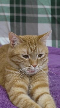 Cat yawn ginger domestic cat lying on purple blanket indoors showing sleepy expression and showing off sharp teeth during a relaxing nap