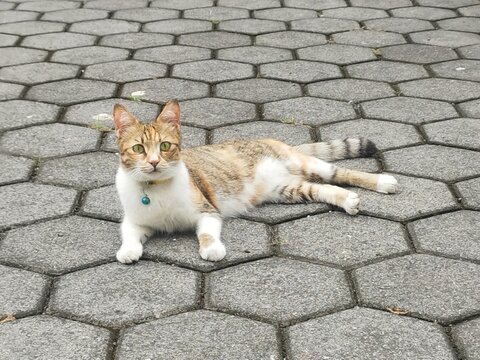 cutie cat
