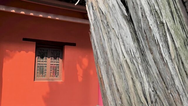 The thousand-year-old cypress tree of Xian Tong Temple. Also known as Xiangshan Temple, it was built during the Western Jin Dynasty. Located in Huainan City, Anhui Province, China.