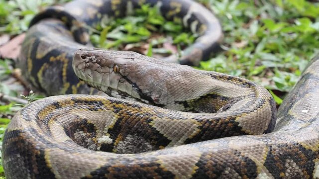 Reticulated python on the grass coiled low to the ground amidst green plants and foliage.