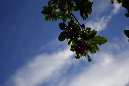 low-angle view of a tropical tree branch laden with dark red flowers and lush green leaves, set against a vibrant blue sky with soft white clouds. The scene captures the beauty of nature on a bright d