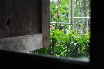Obraz premium rustic composition looking out from the inside of a traditional wooden house through an open window, revealing lush green plants and soft foliage in the garden outside. The contrast creates a cozy, fr