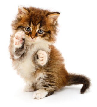 fluffy brown tabby kitten raising paws isolated on white background