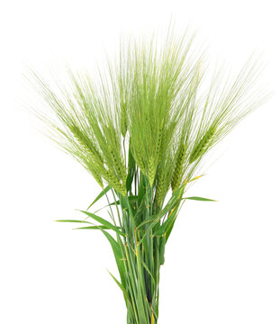 green barley ears bunch isolated on white background