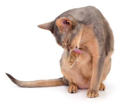 Abyssinian cat licking its paw isolated on white background