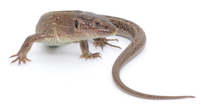 female sand lizard close-up isolated on white background