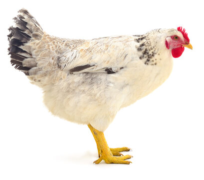 white hen standing side view isolated on white background