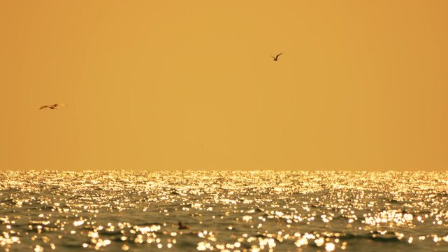 Sunset ocean glitter water surface sparkles brightly beneath a golden sky with a solitary bird silhouette flying low