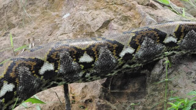 Reticulated python on the grass coiled low to the ground amidst green plants and foliage.