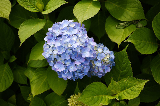 blue hydrangea flowers