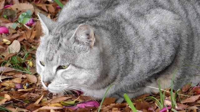 落ち葉の上で丸くなって休むサバトラ猫