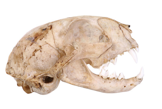 Profile View of a Carnivore Mammal Skull with Sharp Teeth
