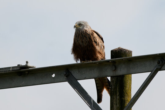 Red kite perched on a utility pole 