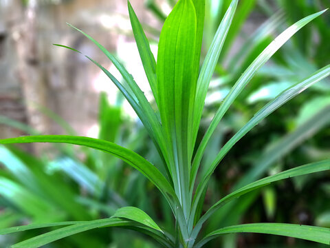 The pandan plant is bright green and has a very fragrant aroma.