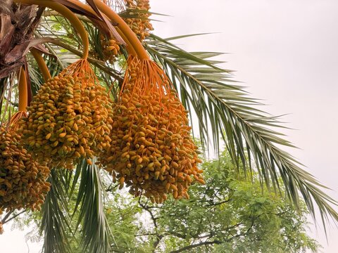 Date palm tree producing abundant clusters of fresh unripe fruit, growing in calvia, balearic islands, spain, under a bright, overcast sky