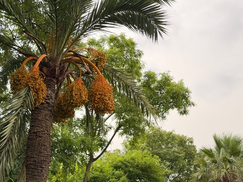 Date palm tree laden with numerous ripening fruit bunches against a bright sky, symbolizing abundance, tropical produce, and natural growth in calvia, balearic islands