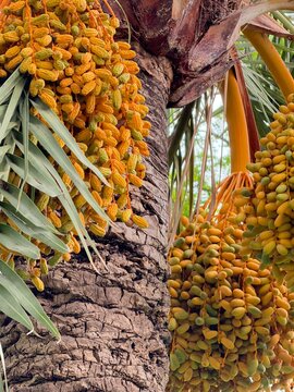 Ripe yellow dates clustering on a palm tree trunk in calvia, balearic islands, spain, showcasing natural abundance and tropical growth