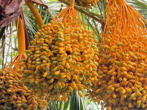 Numerous clusters of developing dates hang abundantly from a date palm tree, showcasing the natural process of fruit ripening from green to yellow in a tropical setting