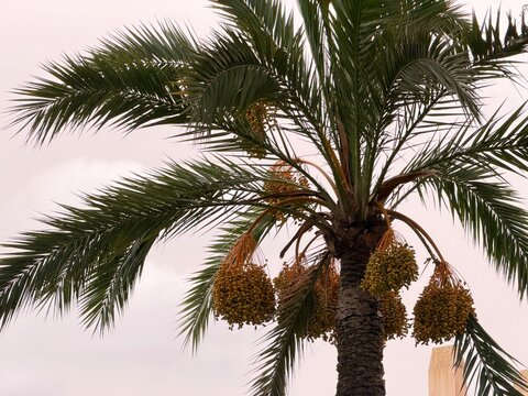 Date palm tree producing clusters of fresh unripe dates hanging from fronds, representing tropical nature, healthy eating, and mediterranean summer in balearic islands, spain