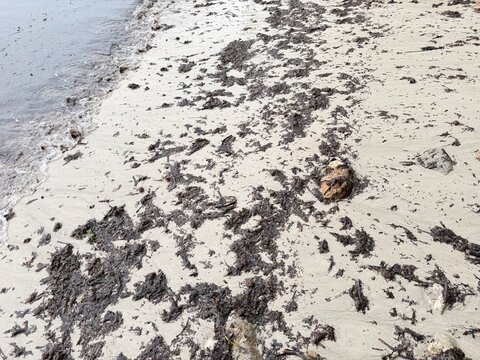 Washed up posidonia oceanica seaweed covering a sandy beach shoreline, showing natural marine debris accumulation along the mediterranean coast in calvia, balearic islands, spain