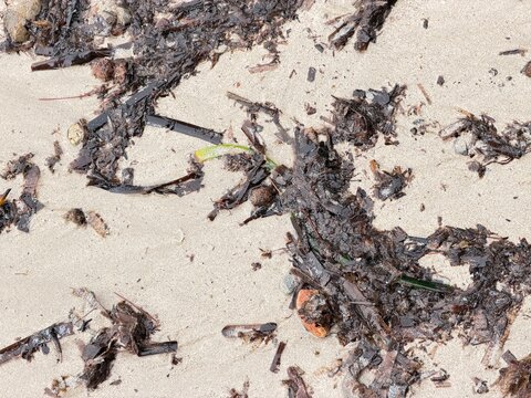 Seaweed and natural organic debris covering the textured golden sand on a beach in calvia, balearic islands, spain, portraying natural patterns and coastal ecosystem