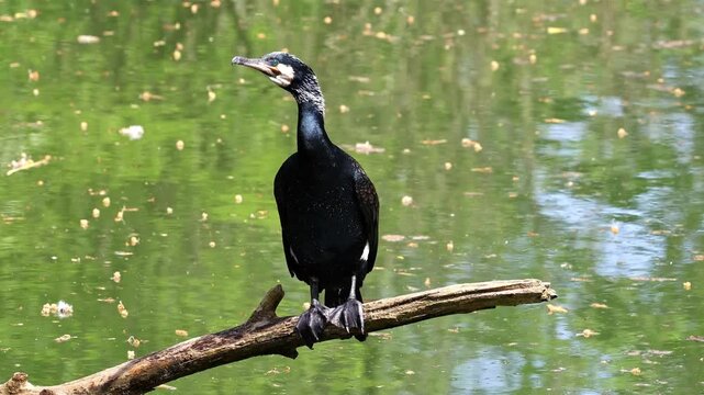 The great cormorant, Phalacrocorax carbo known as the great black cormorant across the Northern Hemisphere, the black cormorant in Australia and the black shag further south in New Zealand