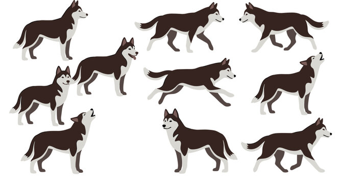Siberian Husky Dog Vector Set with Cartoon Malamute Poses Showing Running Walking Howling and Standing Actions for Pet Care and Veterinary Graphic Designs
